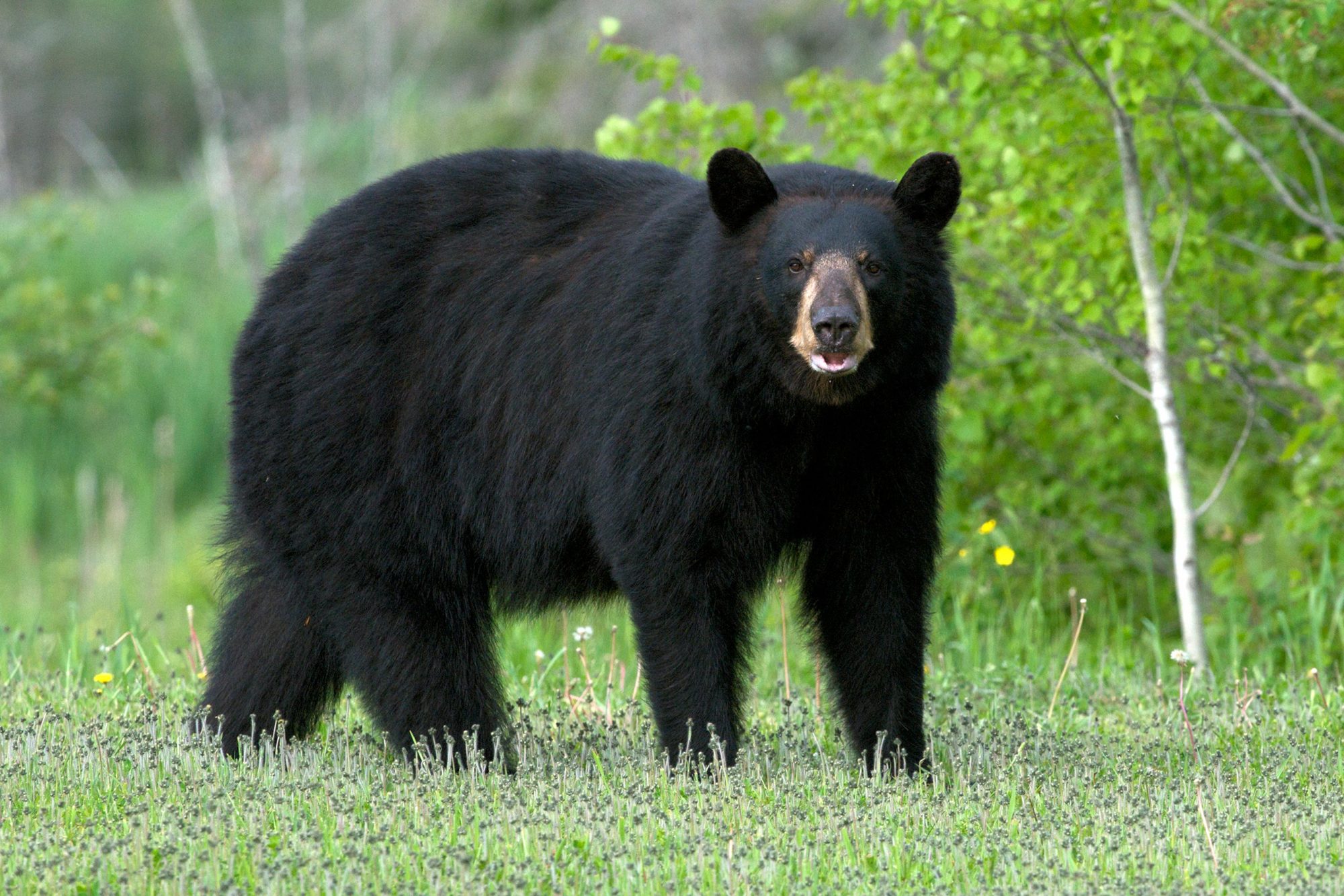 He bear. Черный Флоридский медведь. Барибал и человек. Барибал рядом с человеком. Чёрный медведь с белой головой.