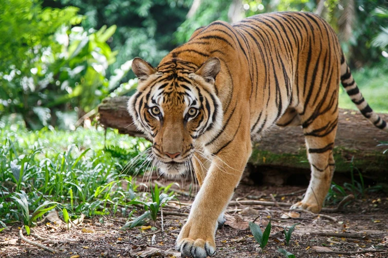 Tiger Hunting Fandom