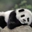PandaTheKing0001's avatar