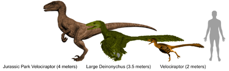 deinonychus size comparison