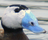 Oxyurops's avatar