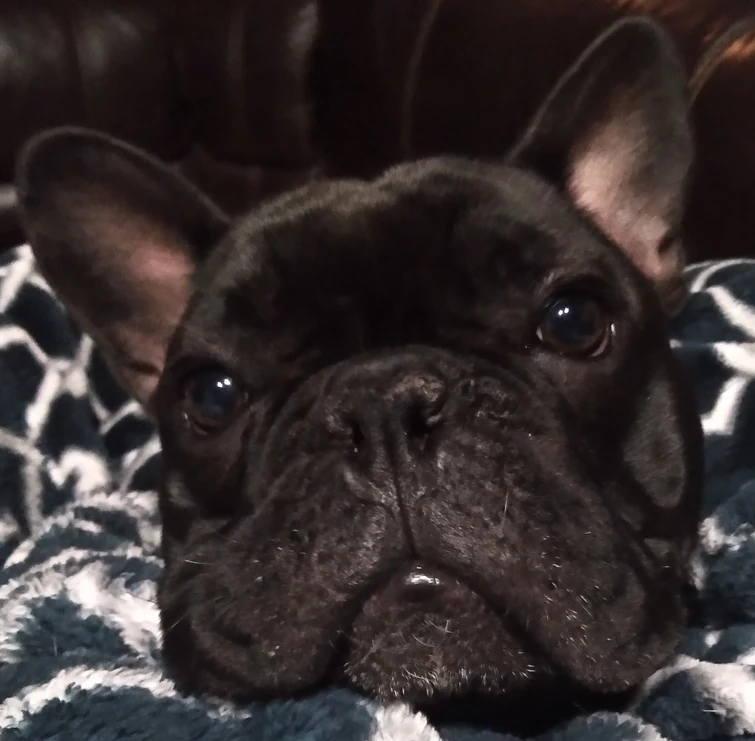 Do any of you have any pets that look like a Dragon? I do. I have a black French Bulldog named