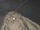 TheMythicIndoraptus01