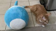 MOAB Plush compared to a cat (source)