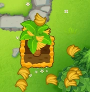 Greater Production with all 8 bananas generated