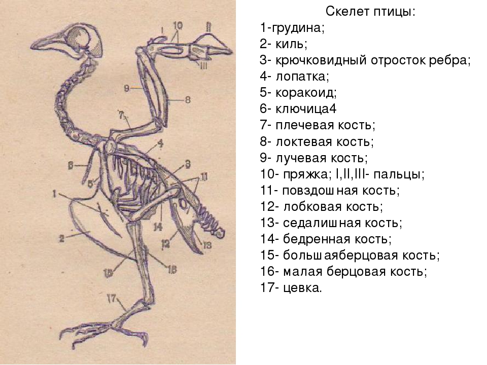 Для чего служит киль у птиц. Скелет птицы Грудина. Скелет птицы с обозначениями. Киль грудной кости у птицы. Скелет птицы киль.