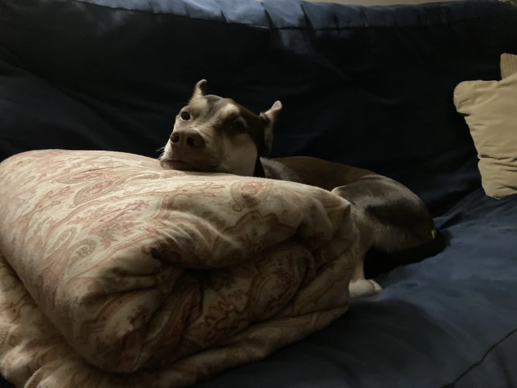 (Off topic) Here’s some overdue photos of my dog Fandom