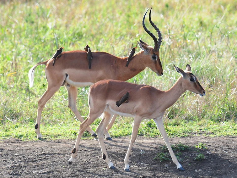 Release Details visual data 4