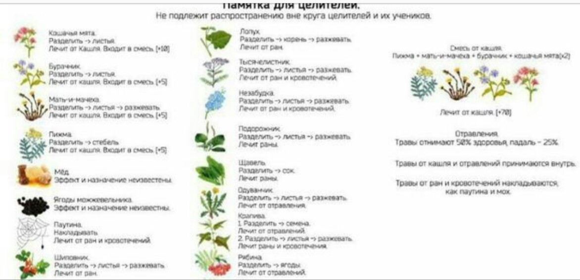 Какую траву можно давать кошкам с улицы фото и названия