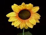 50 Centimeter Sunflower
