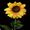 50 Centimeter Sunflower