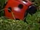 Battery Operated Puzzle Vehicles Set: Ladybug