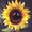 Sunny the Singing Sunflower