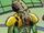 Zarwin.png