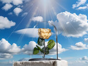 The eternal rose (1)