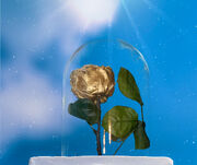 The eternal rose (3)