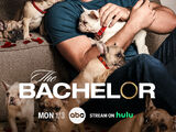 The Bachelor (Season 26)