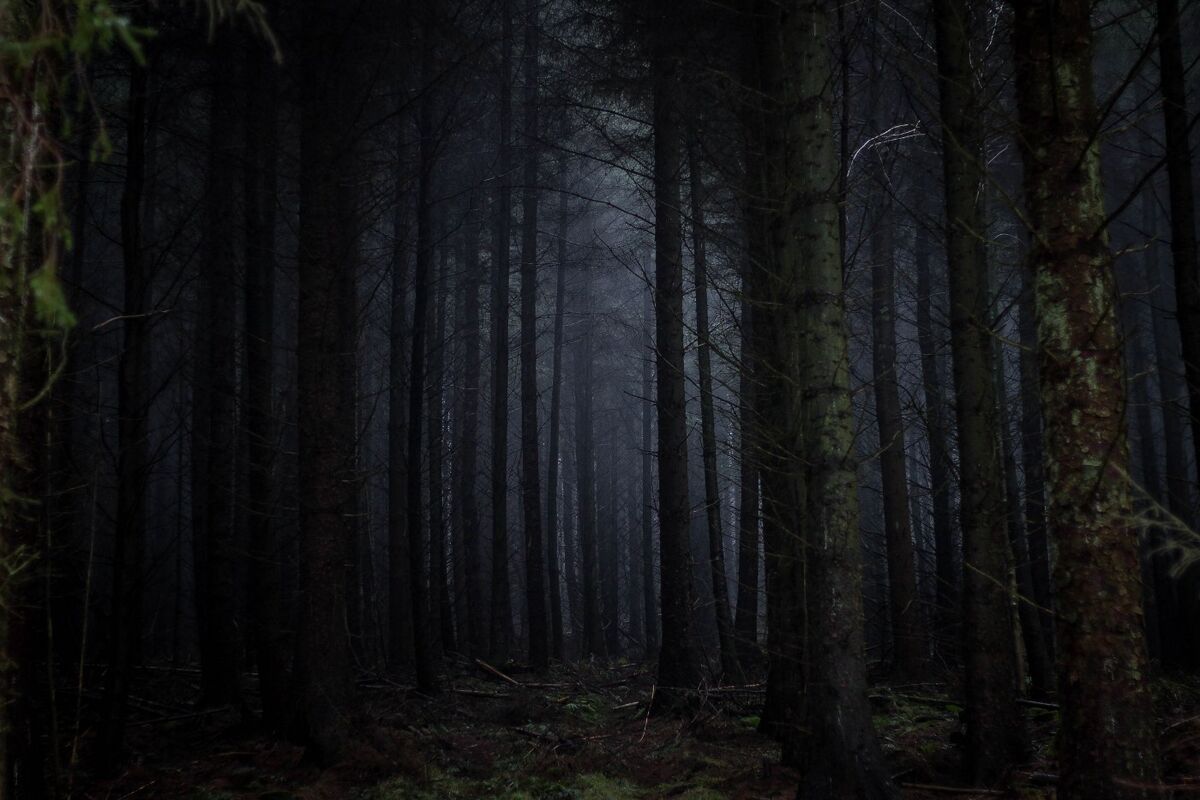 Would you hike This Backrooms forest? #backrooms #backroomsentities #v