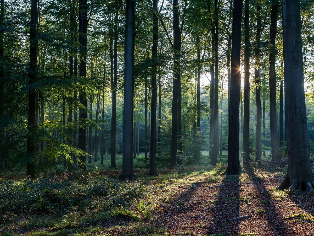 Would you hike This Backrooms forest? #backrooms #backroomsentities #v