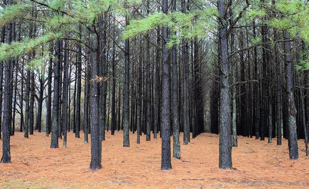 Would you hike This Backrooms forest? #backrooms #backroomsentities #v