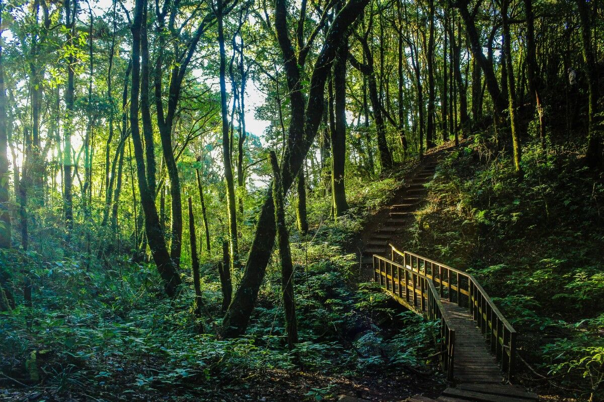 Would you hike This Backrooms forest? #backrooms #backroomsentities #v