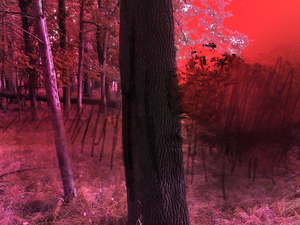 Crimson Forest - Da Backrooms Levels Explained #roblox #dabackrooms #r