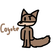 Coyote
