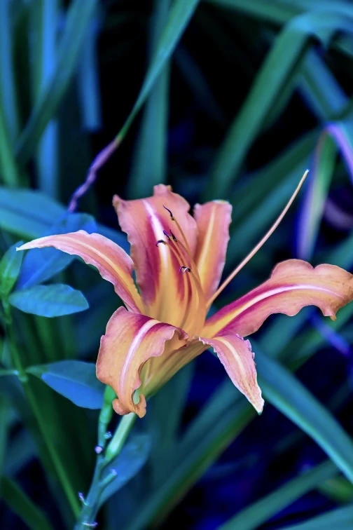花开忘忧1