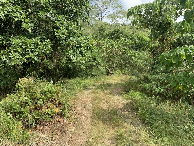 Thick vegetation within Level 427.