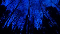 Anomalous Levels (94 KB) Anomalous Levels