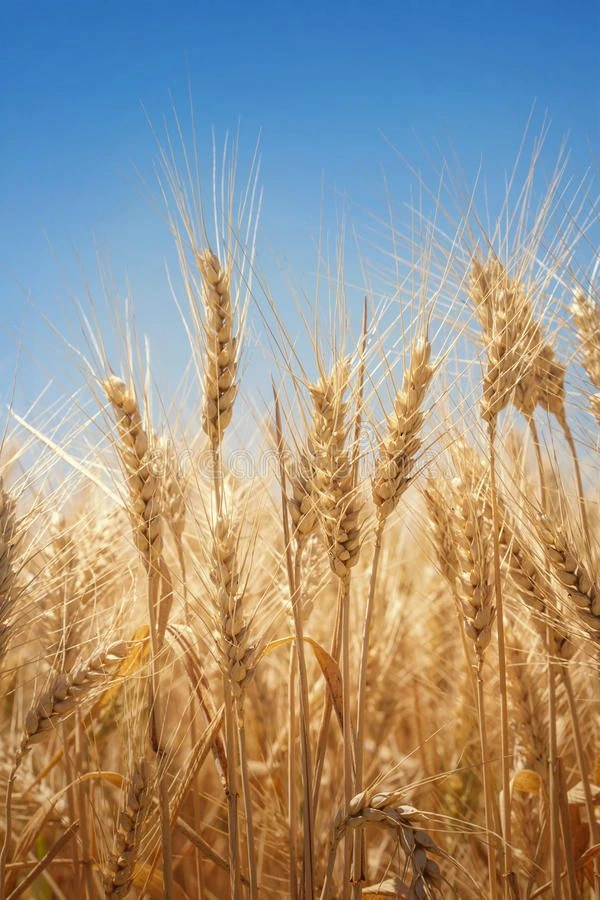 The breeze, the peace