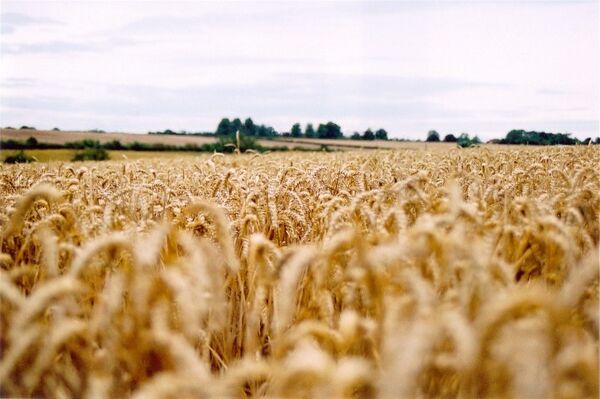 Level 10 'Field Of Wheat'  Backrooms: The Backstage Of Reality