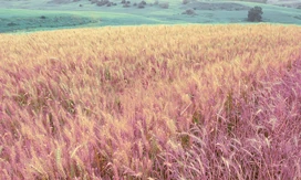 A pastel pink field with cyan grass.