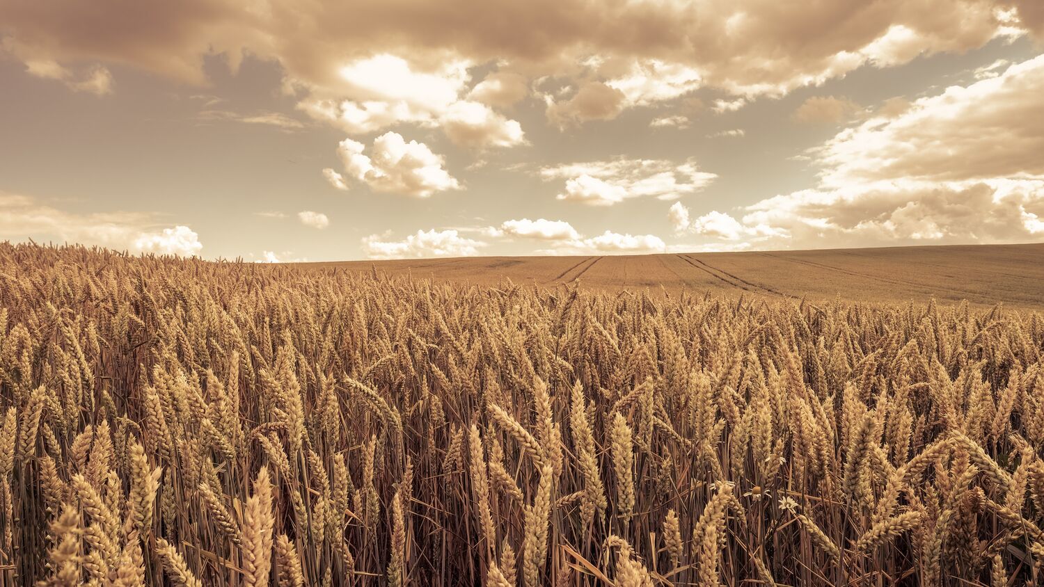 Level 10 Field of Wheat