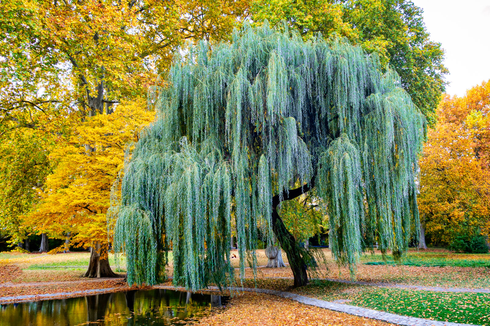 The Willow Tree