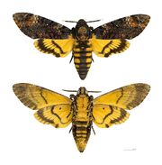 Acherontia atropos