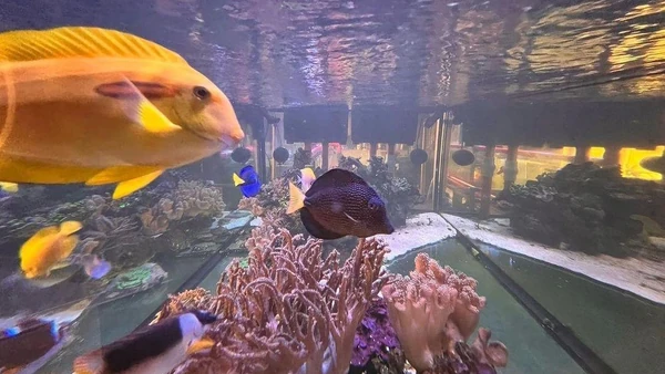 Serenity-fish-and-marine-plants-inside-saltwater-aquarium