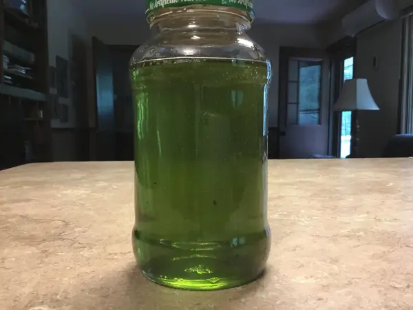 Green Moth Jelly