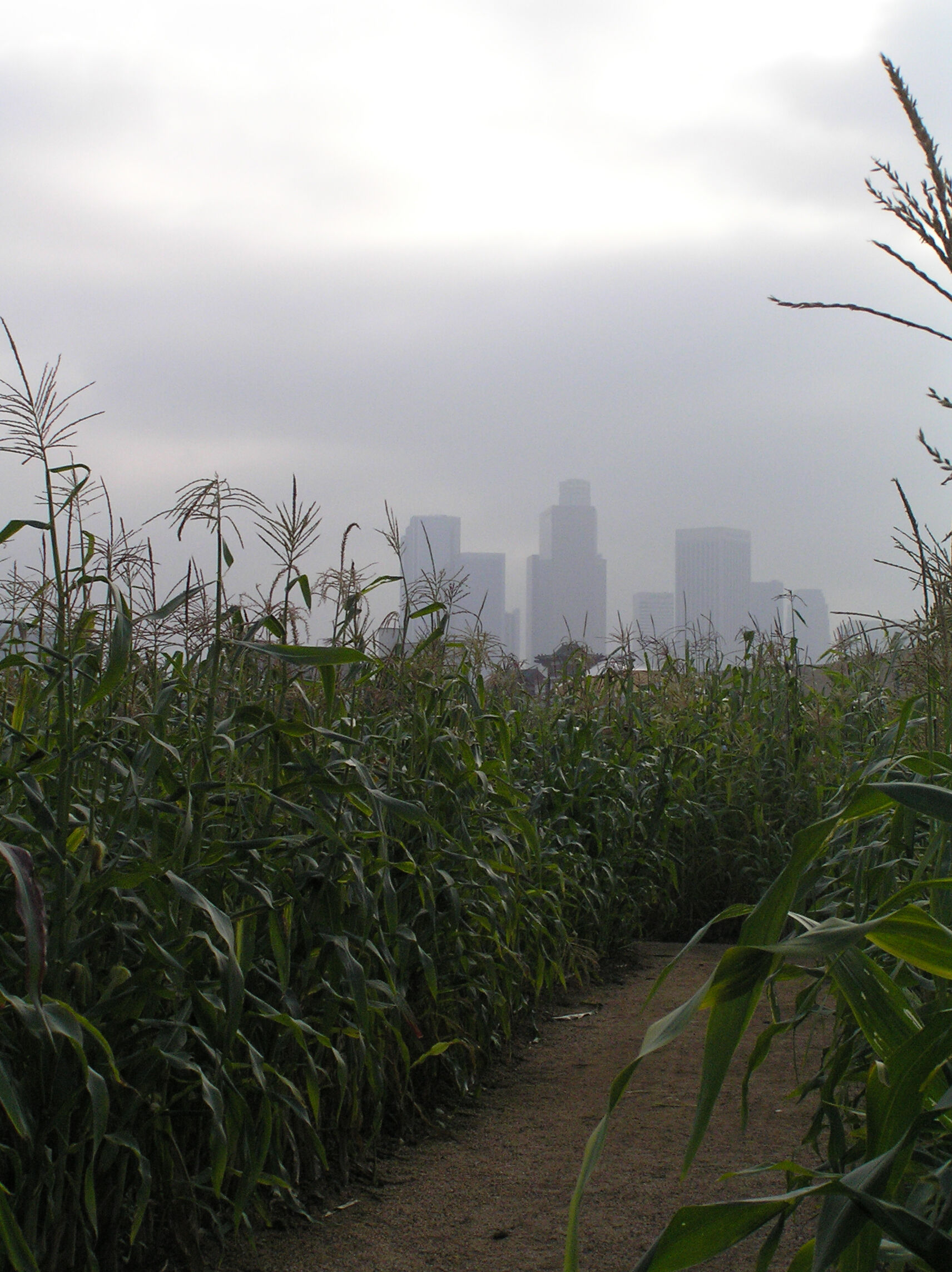 Level 10 The Field Of Wheat Backrooms Wiki Fandom Level 10 The Field Of Wheat Backrooms Wiki Fandom