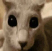 Stare