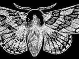 Entity 4