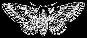死亡飞蛾