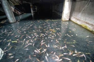 Water in level 446