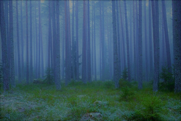 This photo of Level 702, taken by anonymous wanderer, A.B., shows the Ethereal Grounds during the day and absence of any fauna.