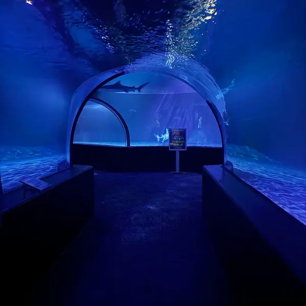 How-about-the-liminality-of-aquariums-v0-85l879g36huc1