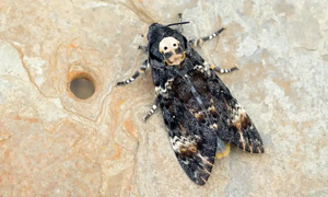 Death Moths (Female)