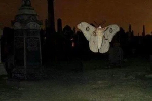 Death Moth, Escape The Backrooms Wiki