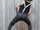 Ikun的样子.png