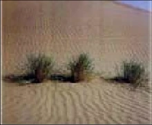 The-outputs-of-the-fuzzy-classification-system-for-this-dessert-image-are-forest-007.png