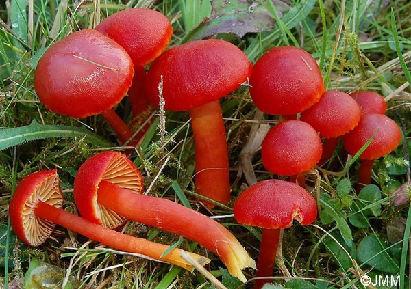 PyroShrooms